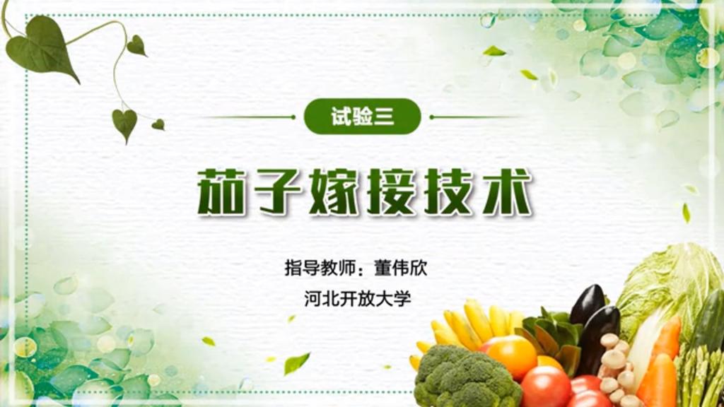 茄子嫁接技術